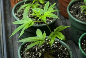 mariguana_medicinal